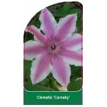 clematis-carnaby-0