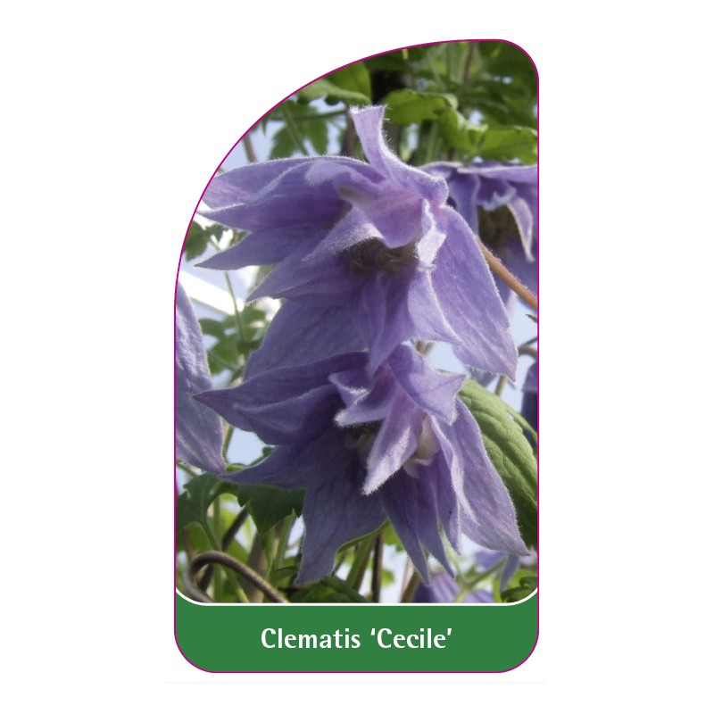 clematis-cecile-b0