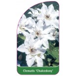 clematis-chalcedony-a0