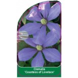 clematis-countess-of-lovelace-a0