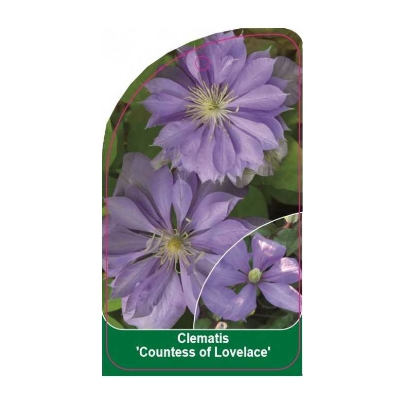 clematis-countess-of-lovelace-b0