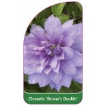 clematis-denny-s-double-0