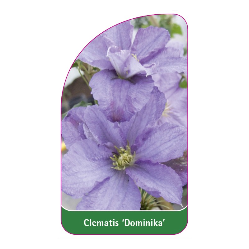 clematis-dominika-0
