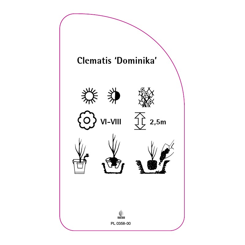 clematis-dominika-1