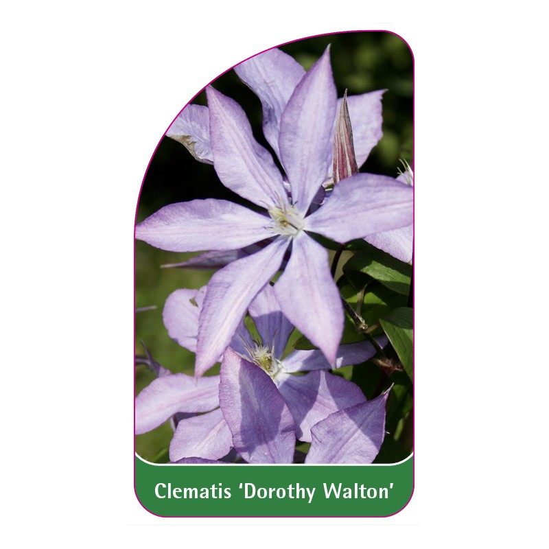 clematis-dorothy-walton-0