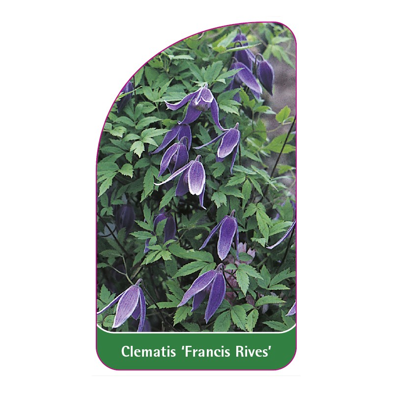 clematis-francis-rives-0