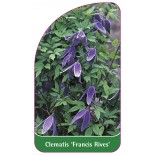 clematis-francis-rives-0