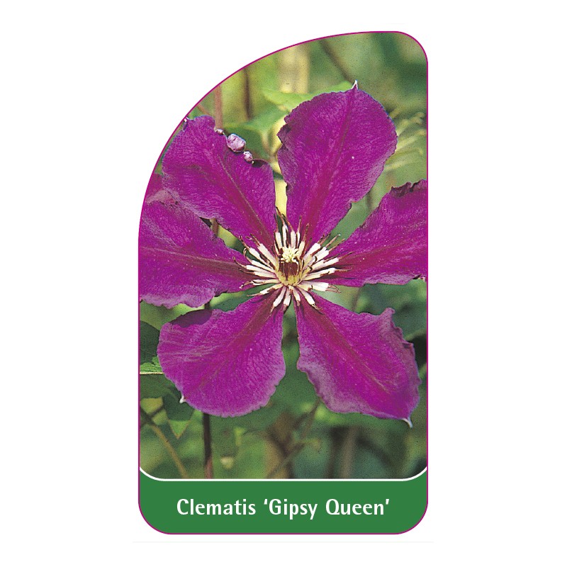 clematis-gipsy-queen-a0