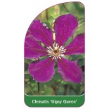 clematis-gipsy-queen-a0