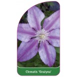 clematis-grazyna-0