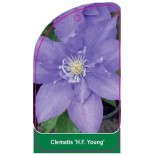clematis-hf-young-0