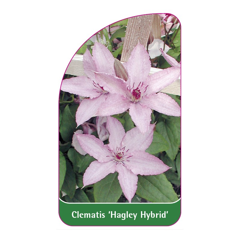clematis-hagley-hybrid-0