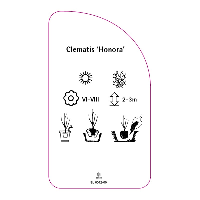 clematis-honora-1