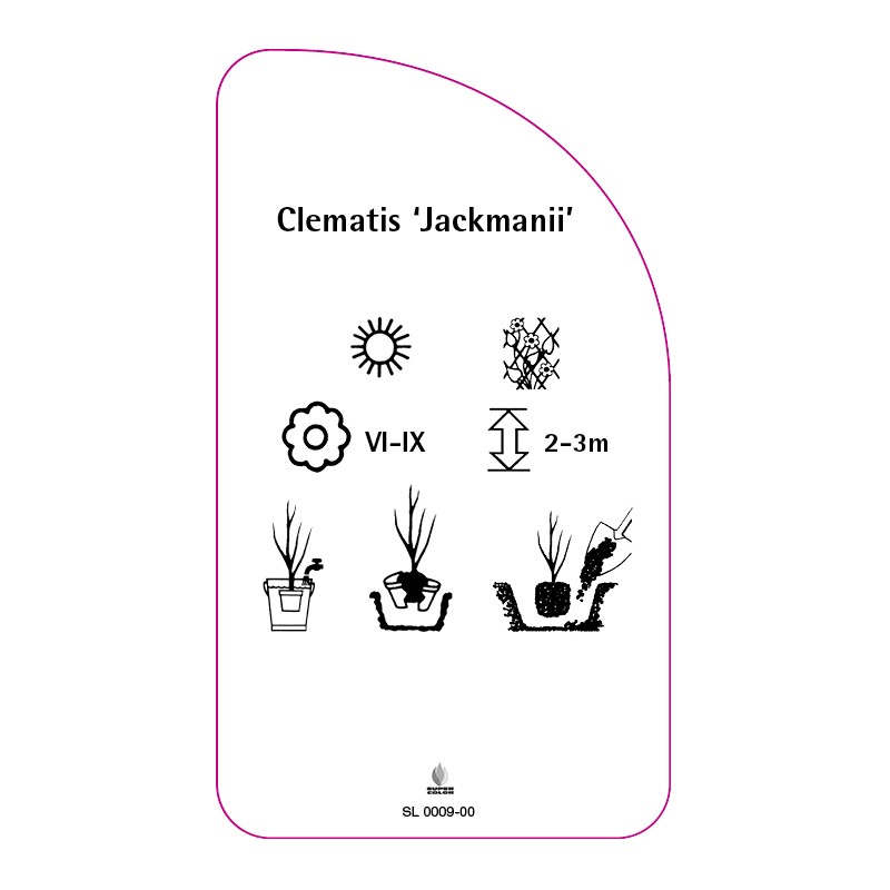 clematis-jackmanii-1