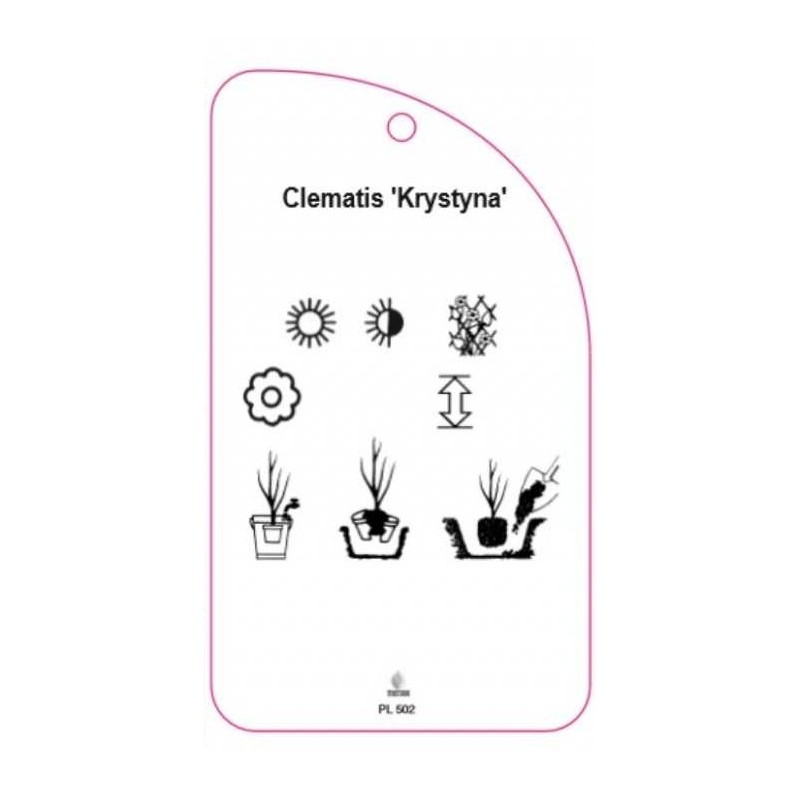clematis-krystyna-b1
