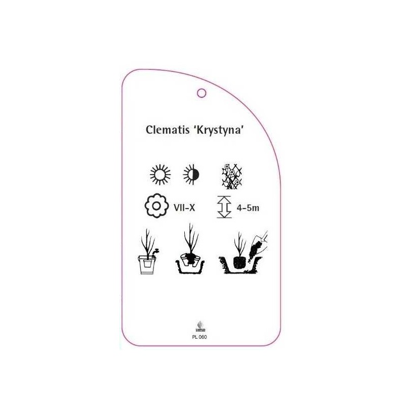clematis-krystyna-c1