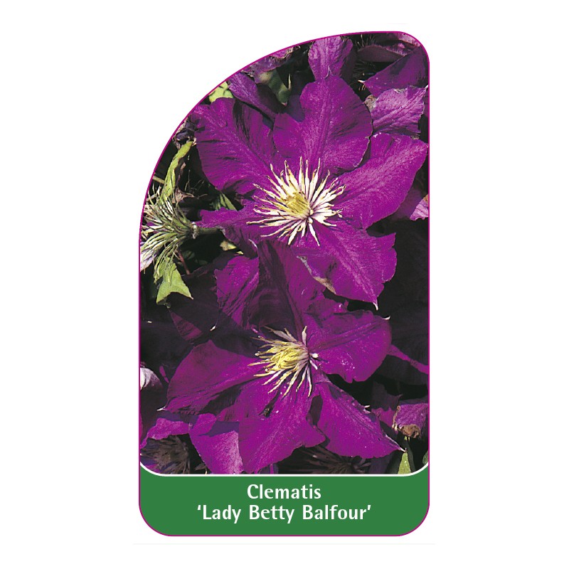 clematis-lady-betty-balfour-0