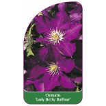 clematis-lady-betty-balfour-0
