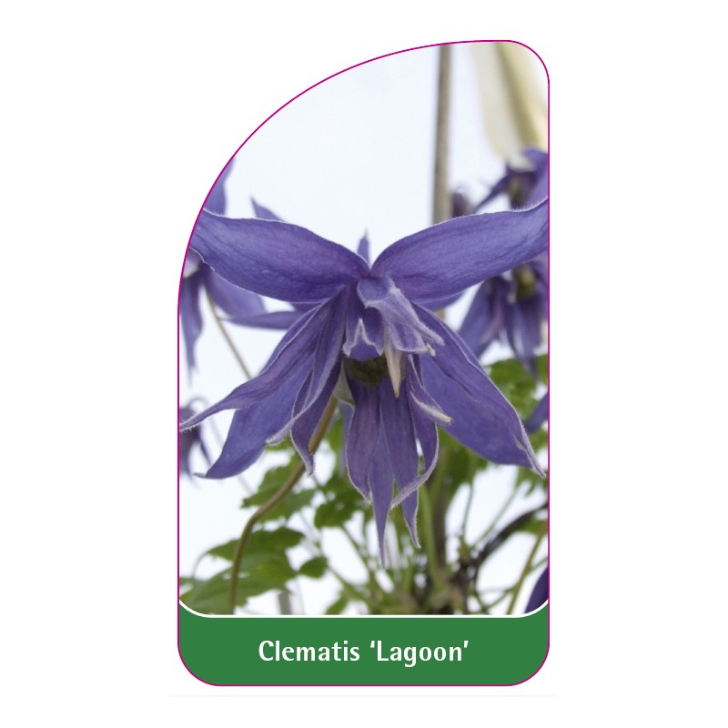 clematis-lagoon-a0