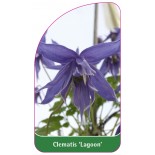 clematis-lagoon-a0