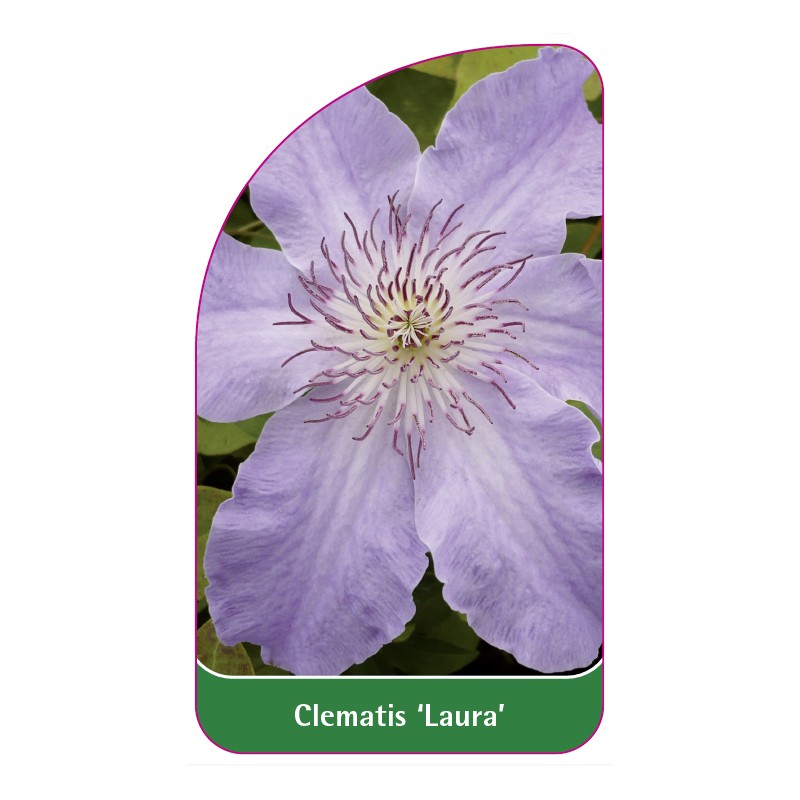 clematis-laura-a0