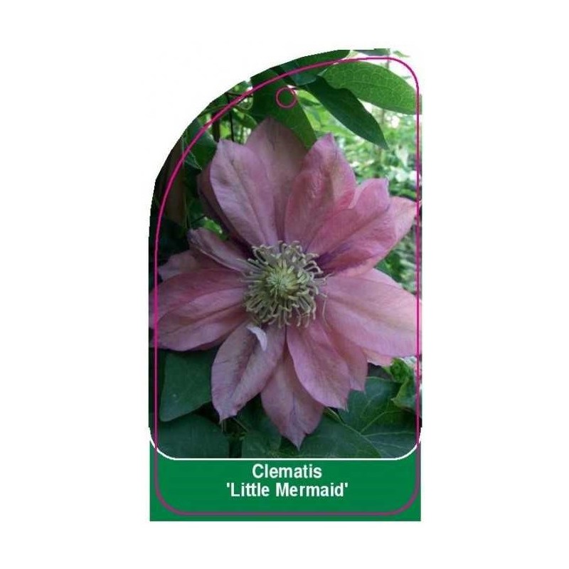 clematis-little-mermaid-a0