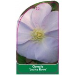 clematis-louise-rowe-a0