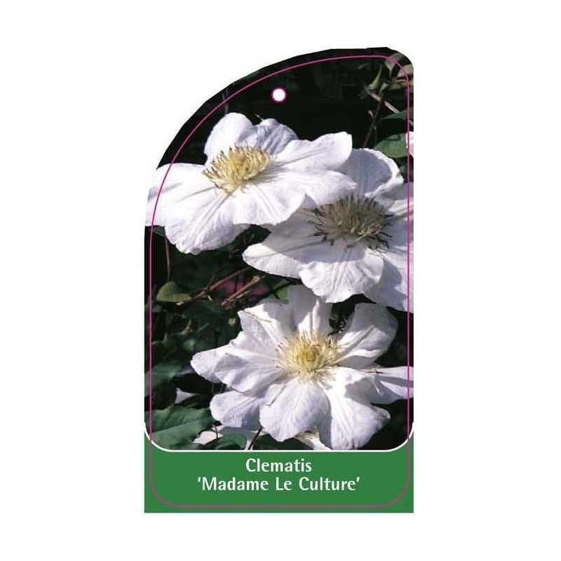 clematis-madame-le-coultre-a0