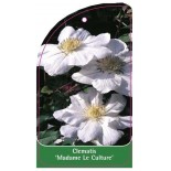 clematis-madame-le-coultre-a0