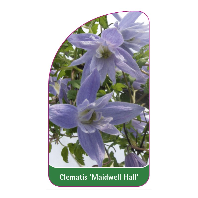 clematis-maidwell-hall-a0