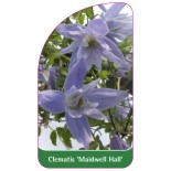 clematis-maidwell-hall-a0