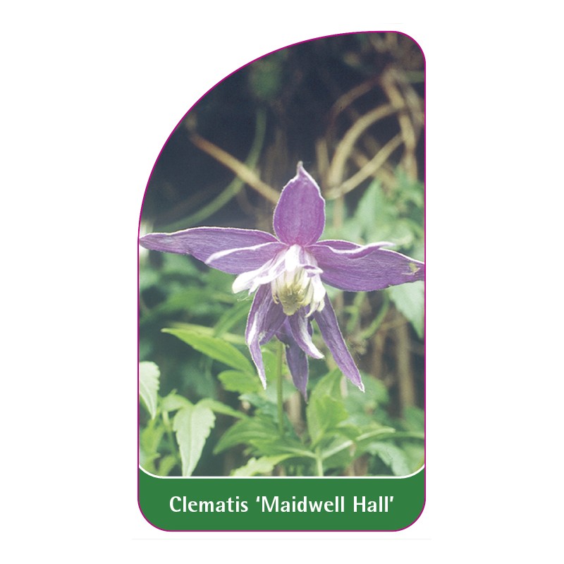 clematis-maidwell-hall-c0