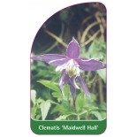 clematis-maidwell-hall-c0