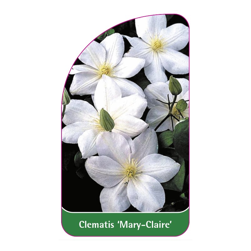 clematis-mary-claire-0