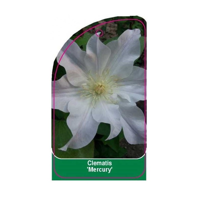 clematis-mercury-a0