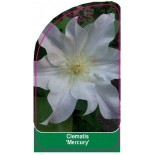 clematis-mercury-a0