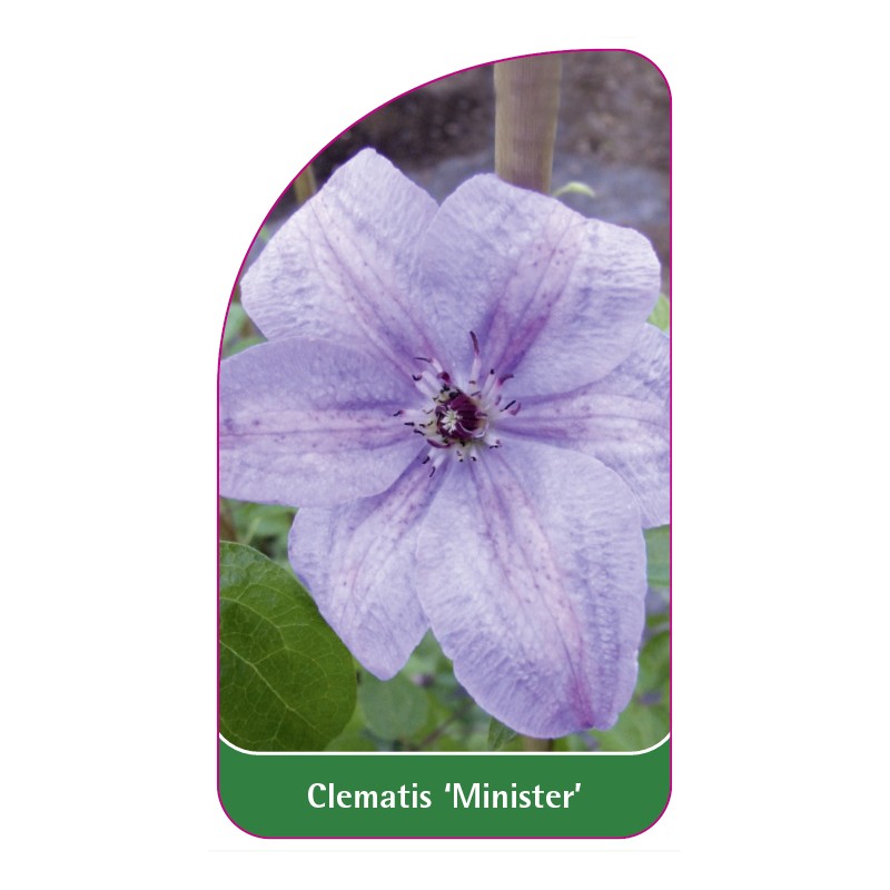 clematis-minister-a0