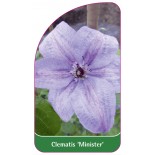 clematis-minister-a0