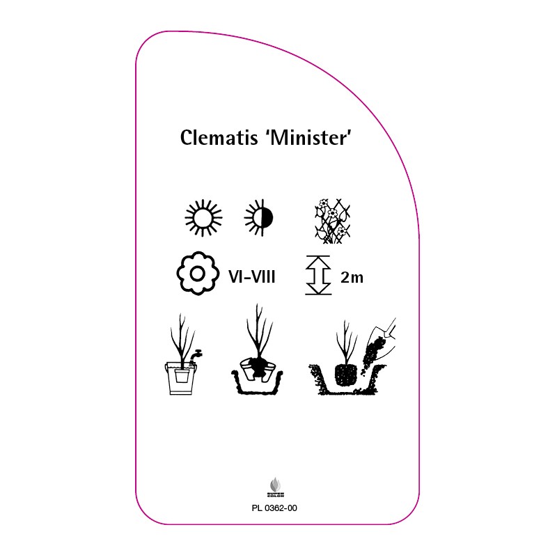 clematis-minister-a1