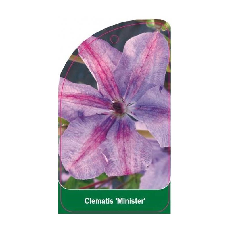 clematis-minister-b0