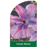 clematis-minister-b0