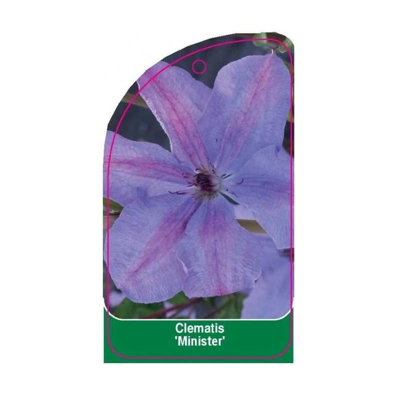 clematis-minister-c0