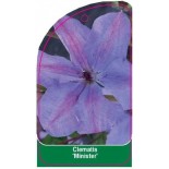 clematis-minister-c0