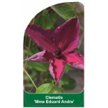 clematis-mme-eduard-andre-0