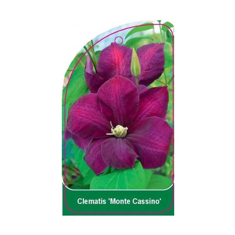 clematis-monte-cassino-a0