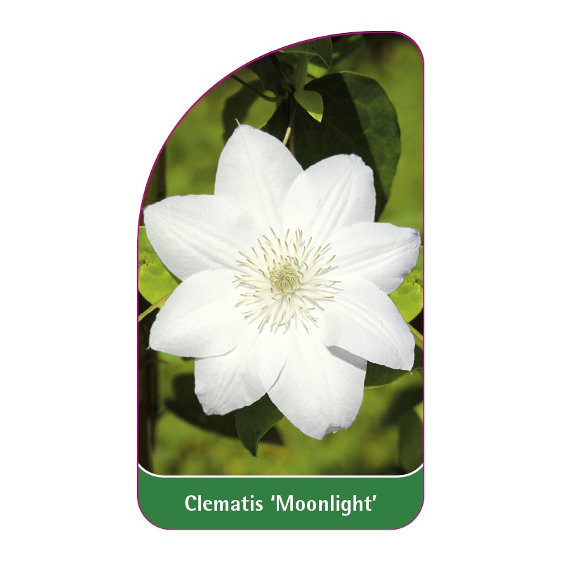 clematis-moonlight-a0