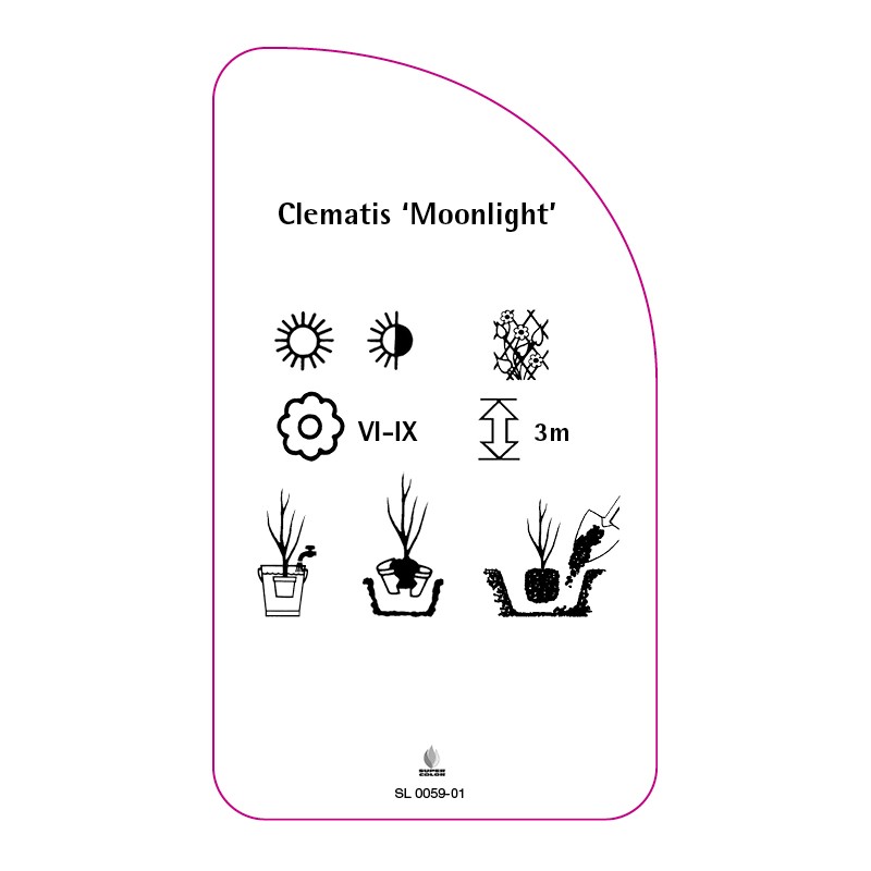 clematis-moonlight-a1