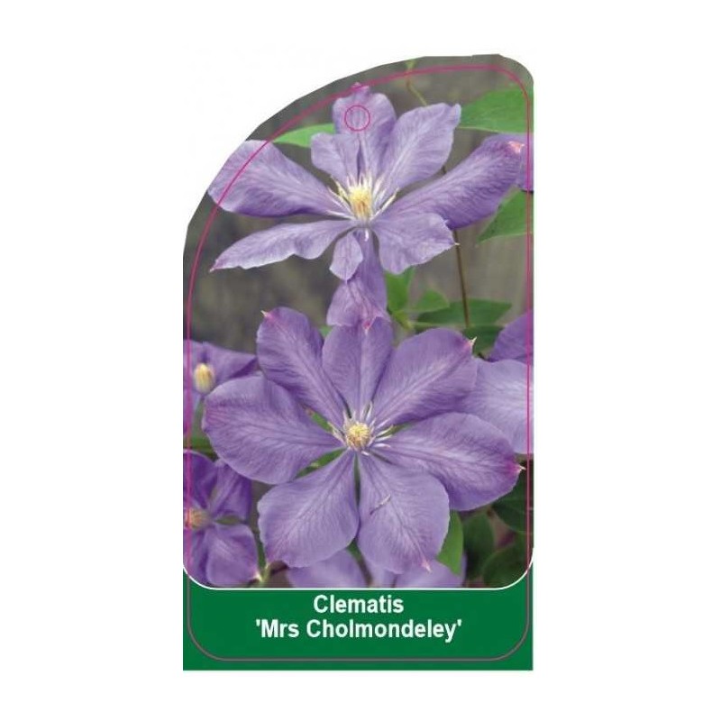 clematis-mrs-cholmondeley-b0