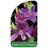 clematis-mrs-n-thompson-a0