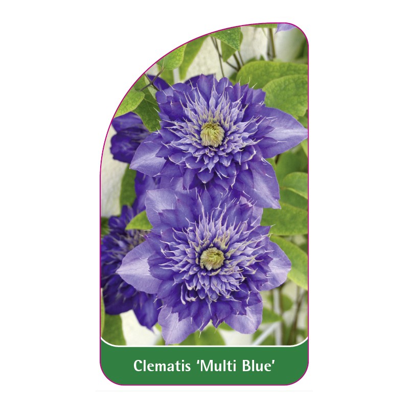 clematis-multi-blue-a0